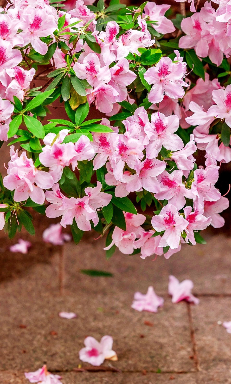 杜鹃花语(粉色杜鹃花语)