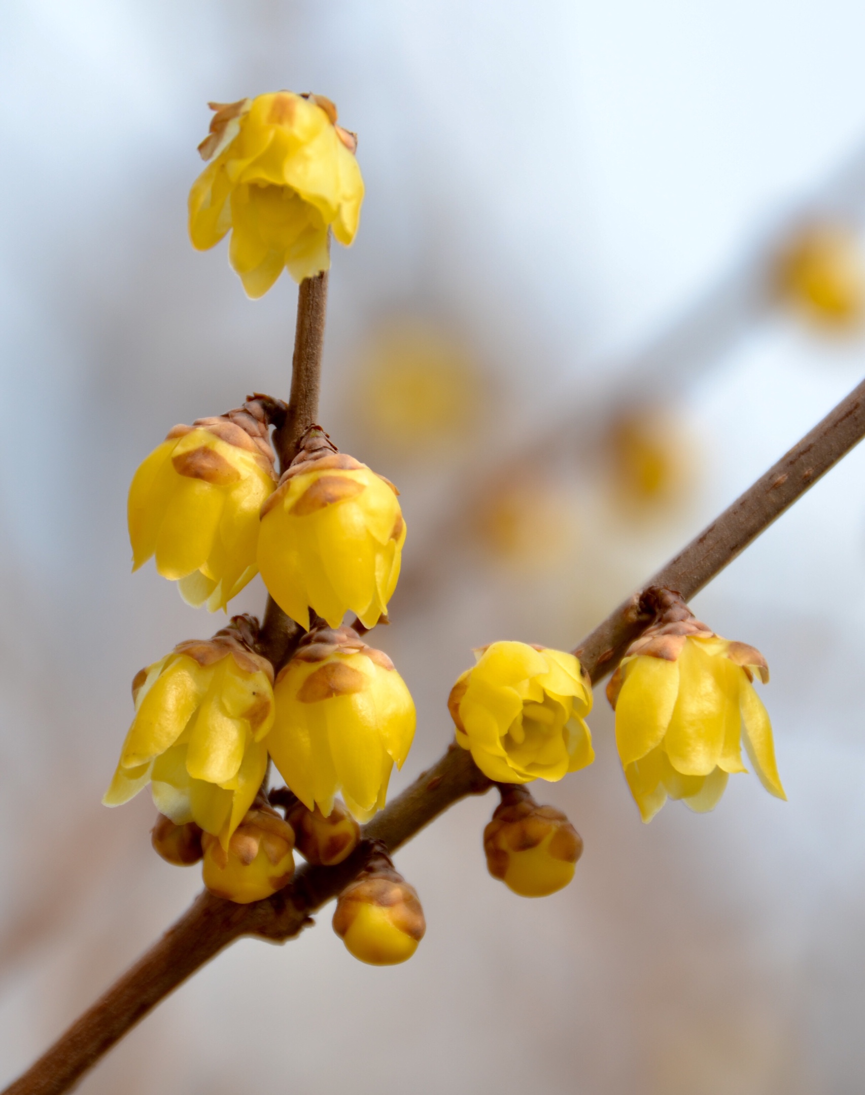 腊梅花开暗香来