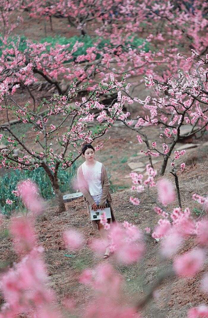 桃花坡上桃花女