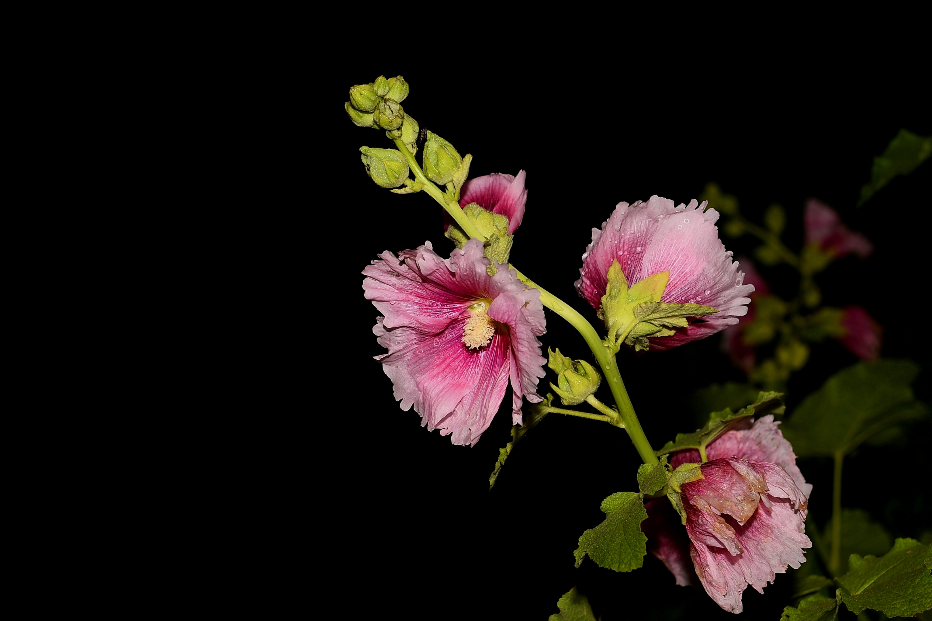 蜀葵花