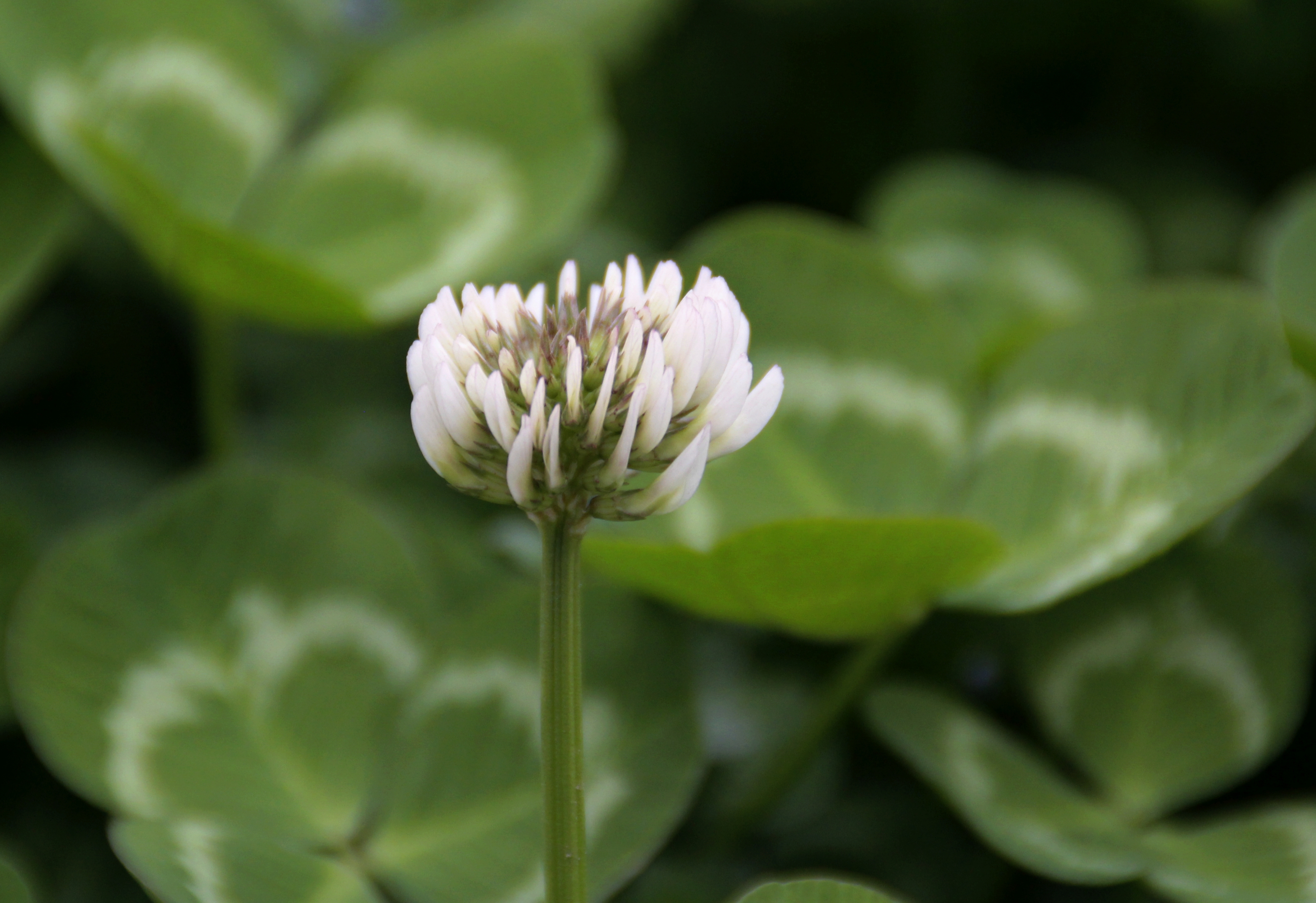 【首发】白花车轴草