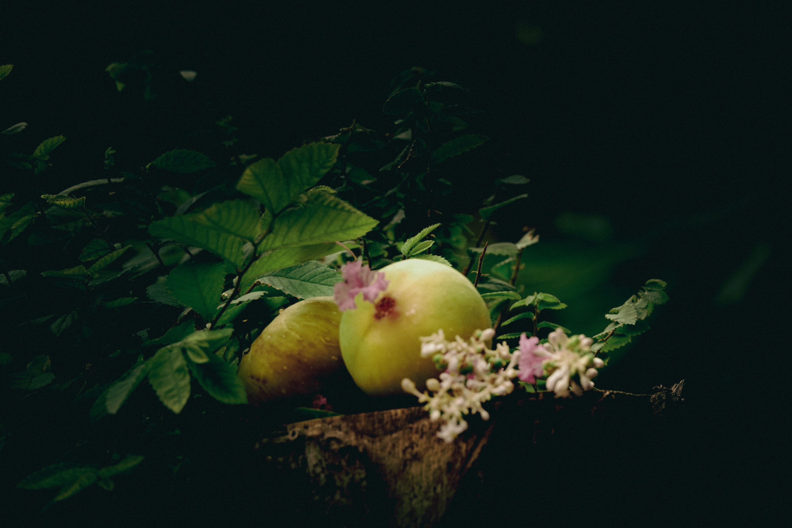 桩 无花果「摄影首发」