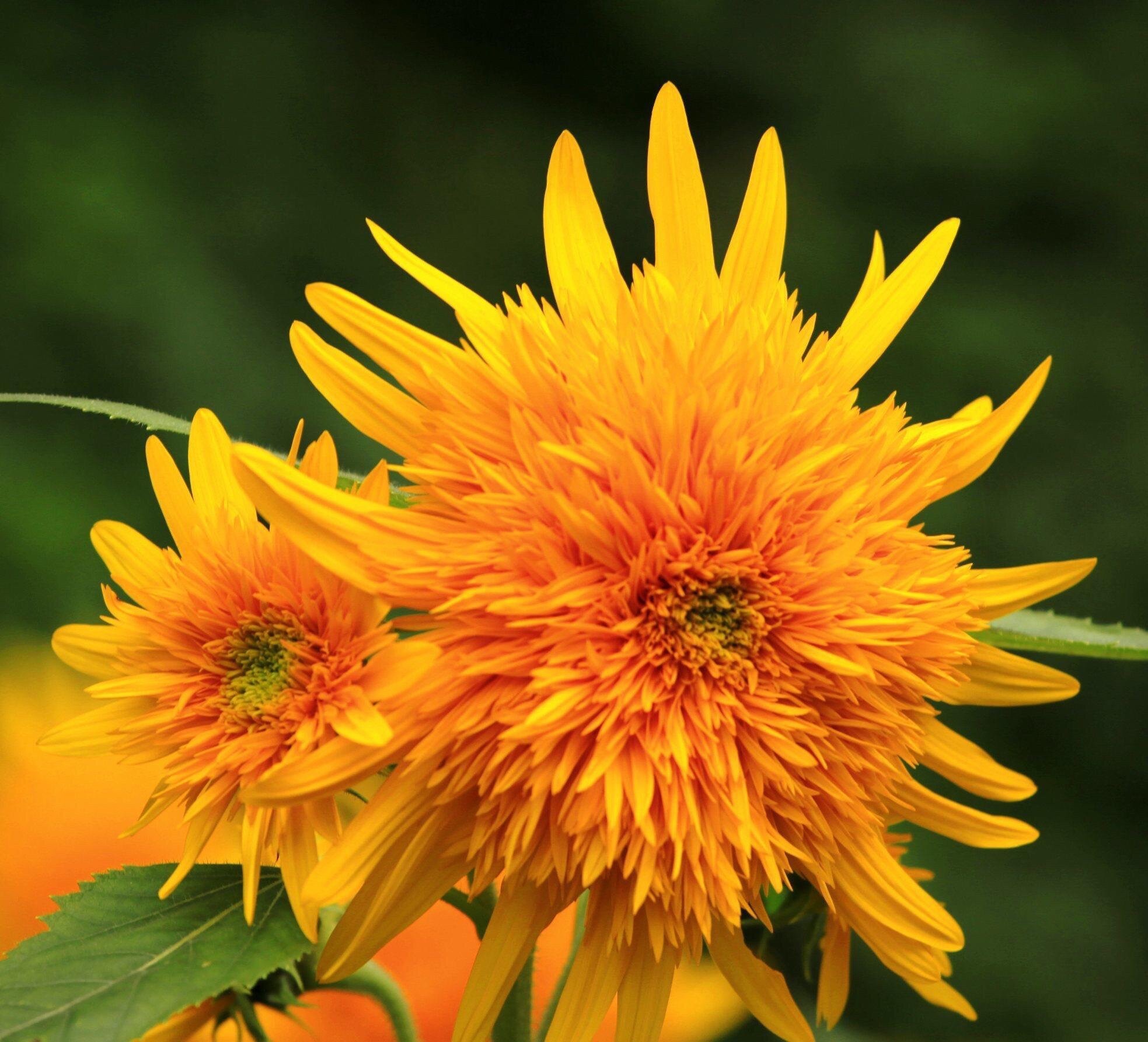 【首发】千瓣葵