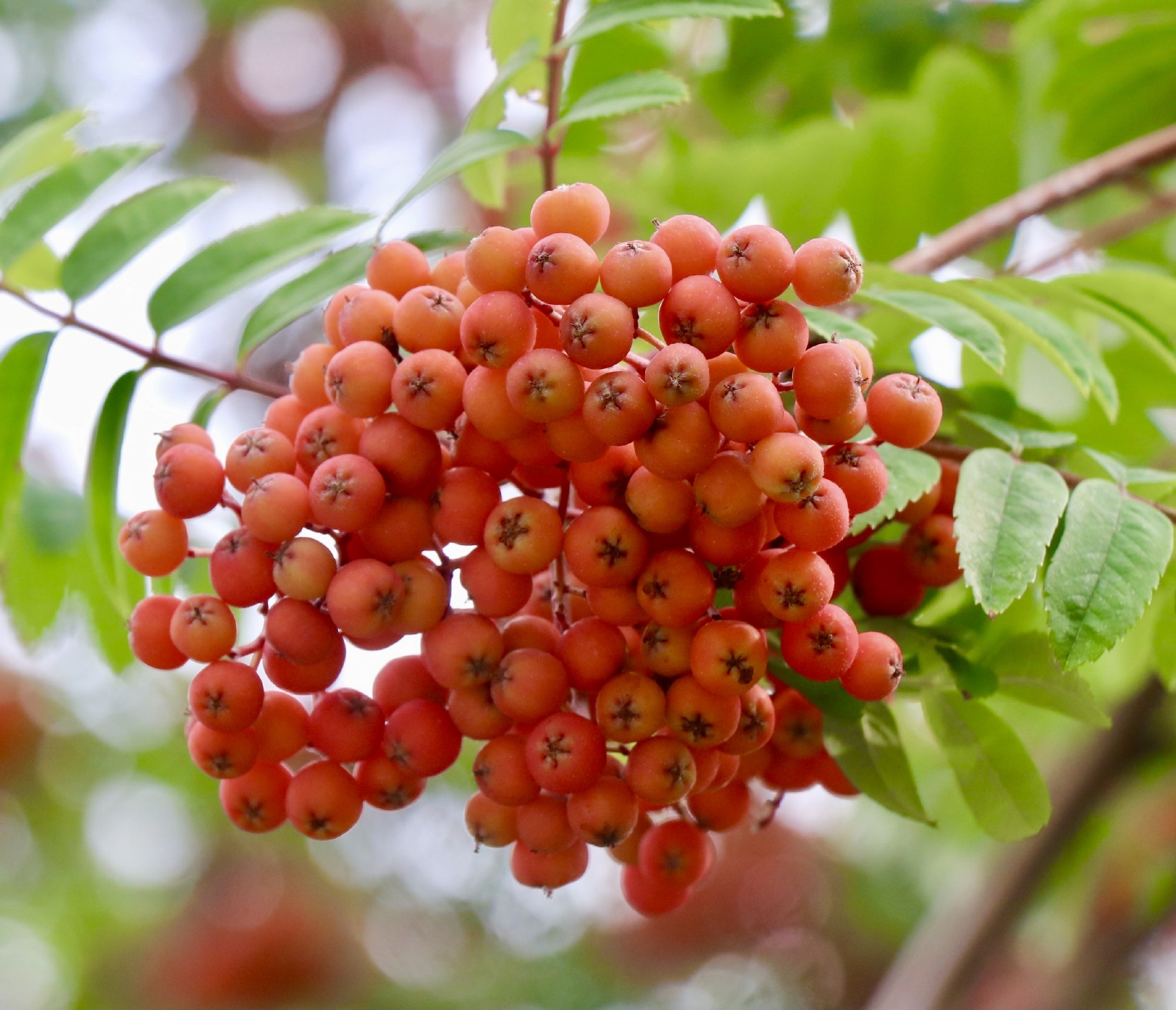 【首发】山槐子