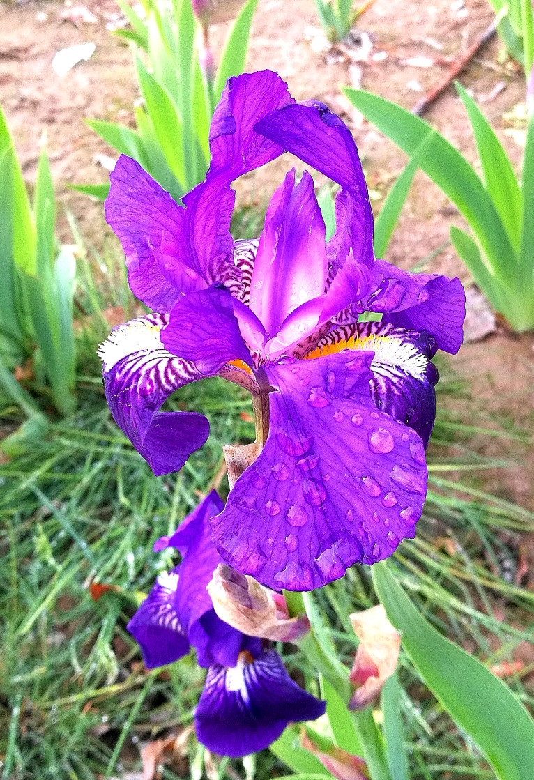 紫鸢尾花的花语是——爱意,吉祥与信仰者的幸福