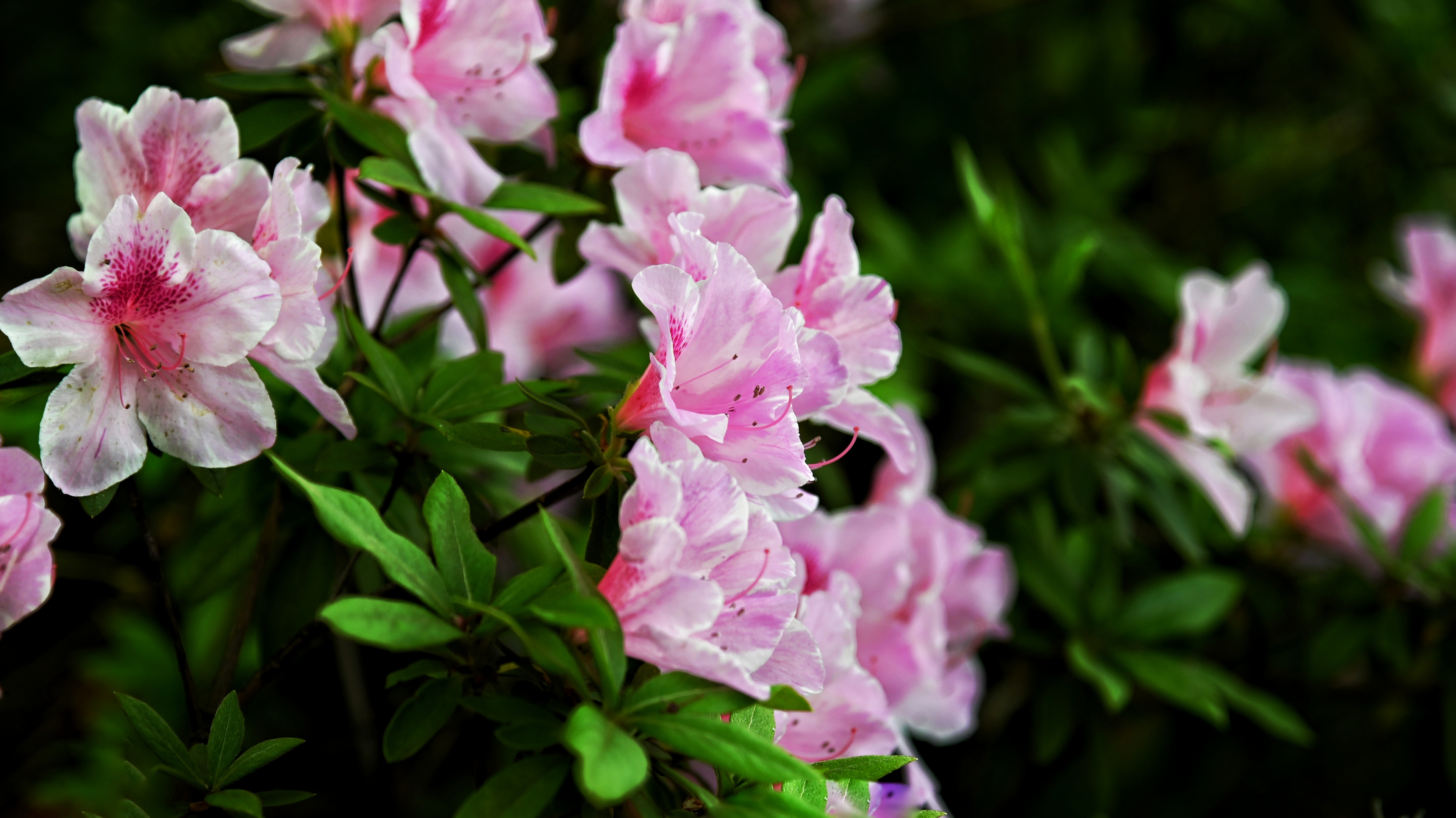 杜鹃花开红艳艳②《首发》