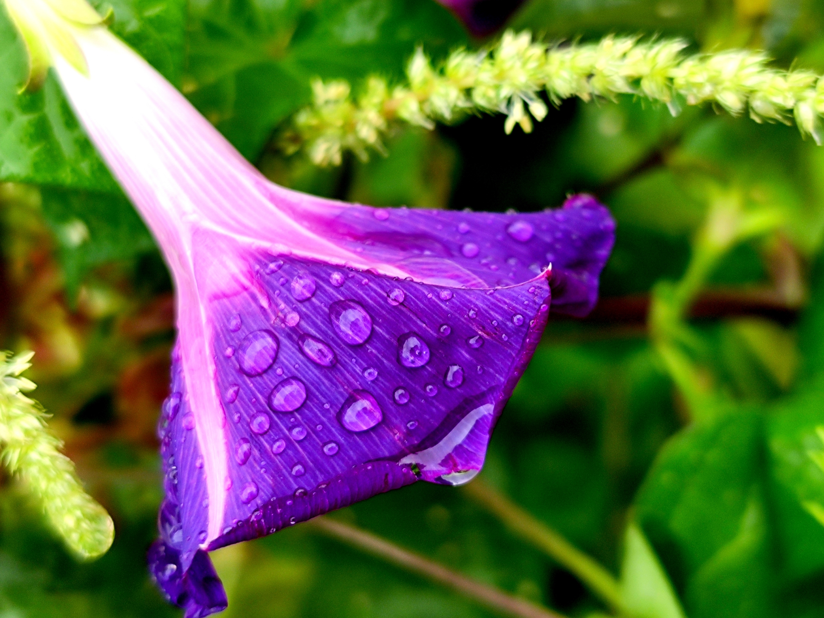 忙中不忘观雨景, 景中寻找镜中花, 寻的牵牛雨中开, 紫色花瓣雨撒珠