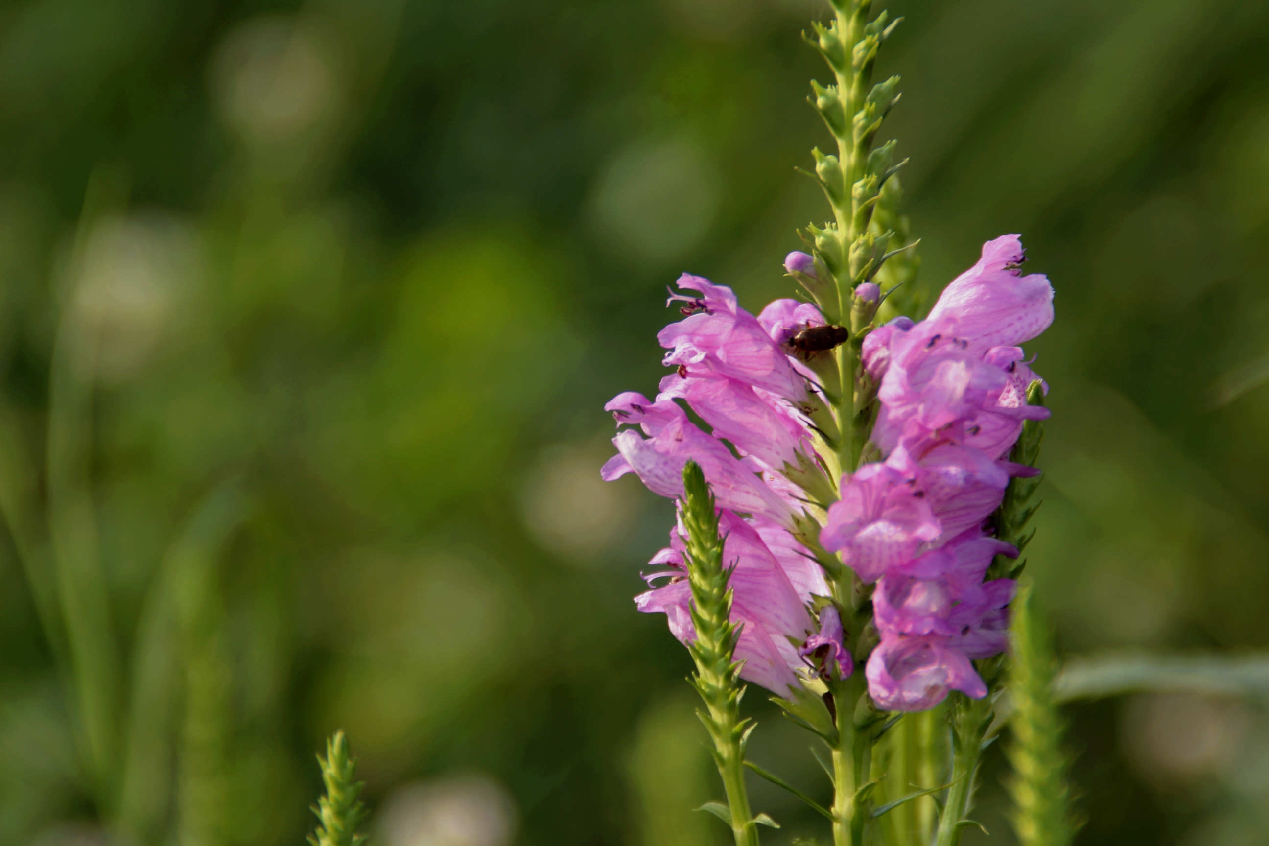 首发叶秀花艳的随意草