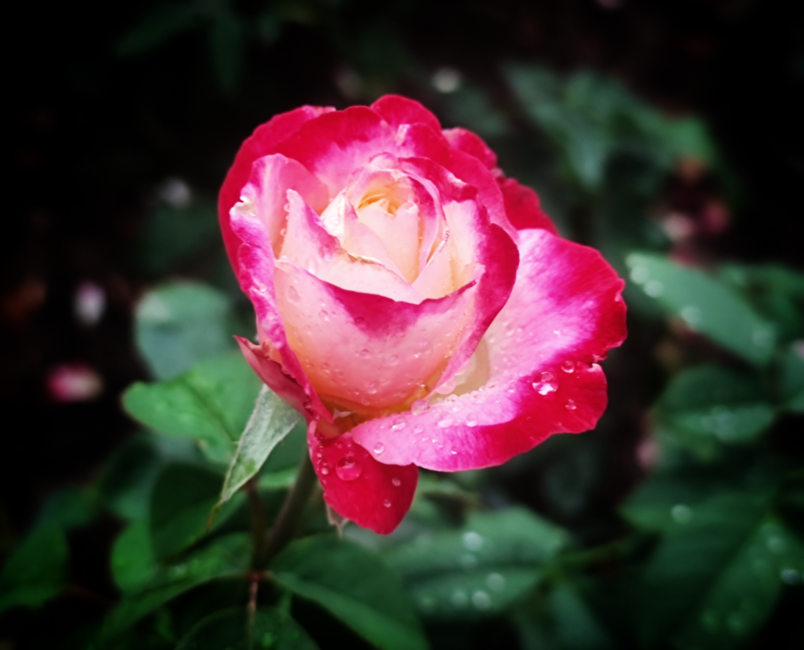 枝头挺立香月季(原创首发)