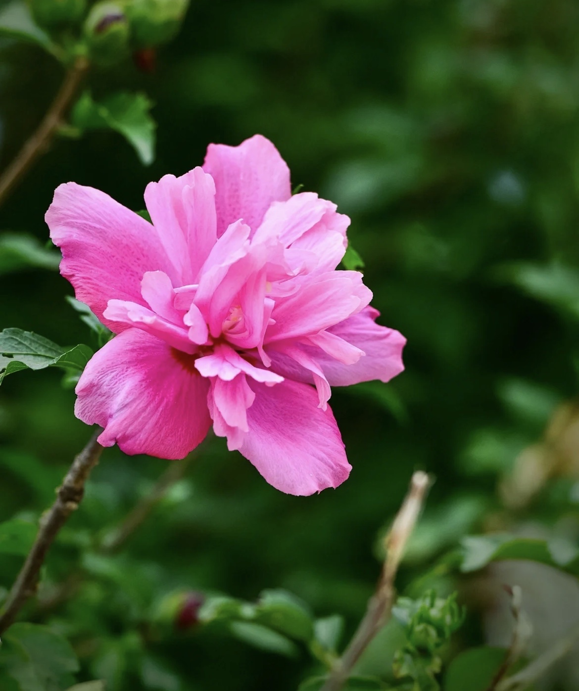 【首发】木槿花