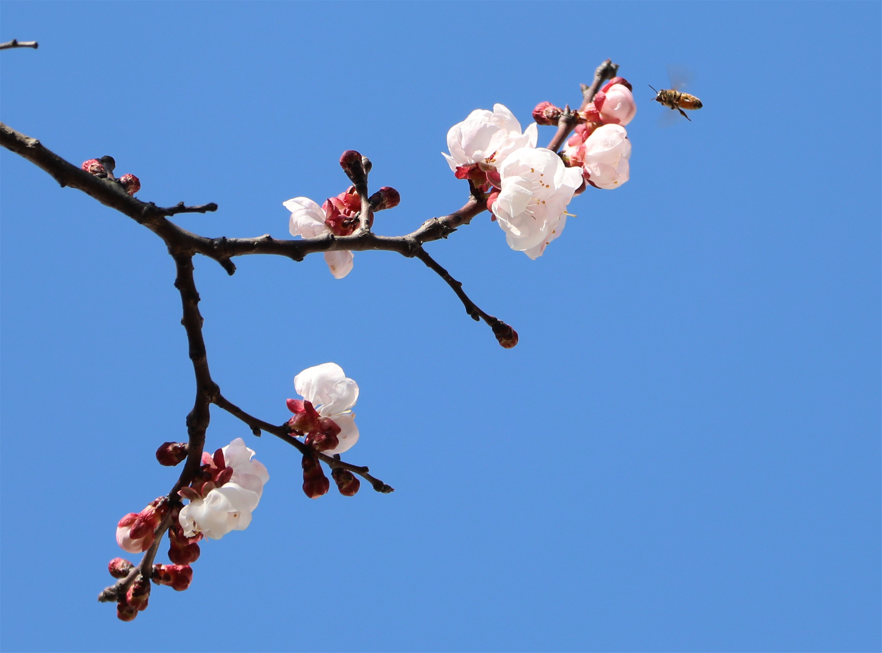 相約春季,梅李花開.唐·杜甫, 梅蕊臘前破,梅花年後多.