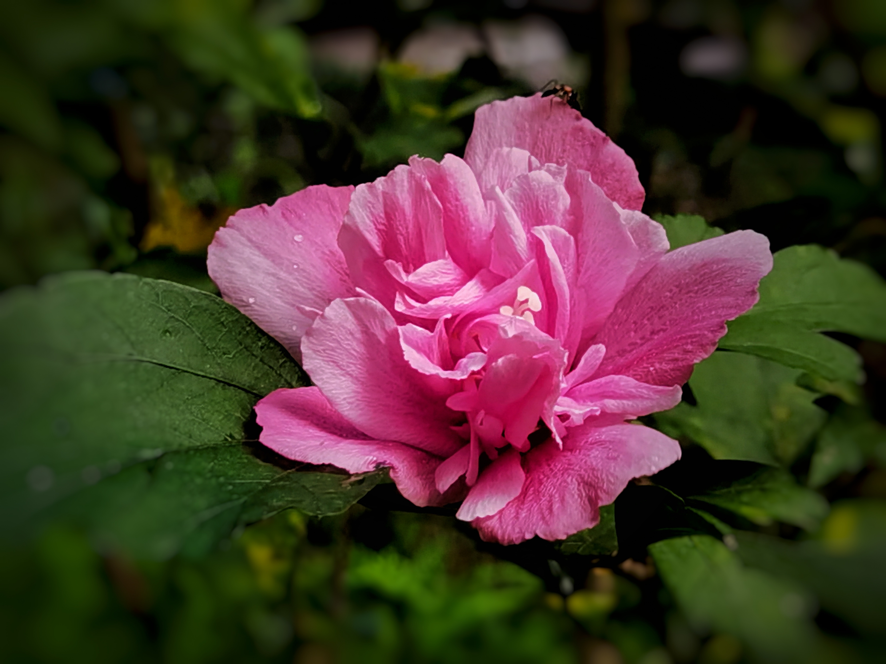 【首发】雨后木槿花