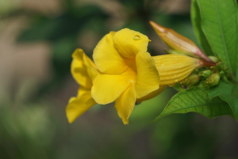 黄蝉,最是一树明媚