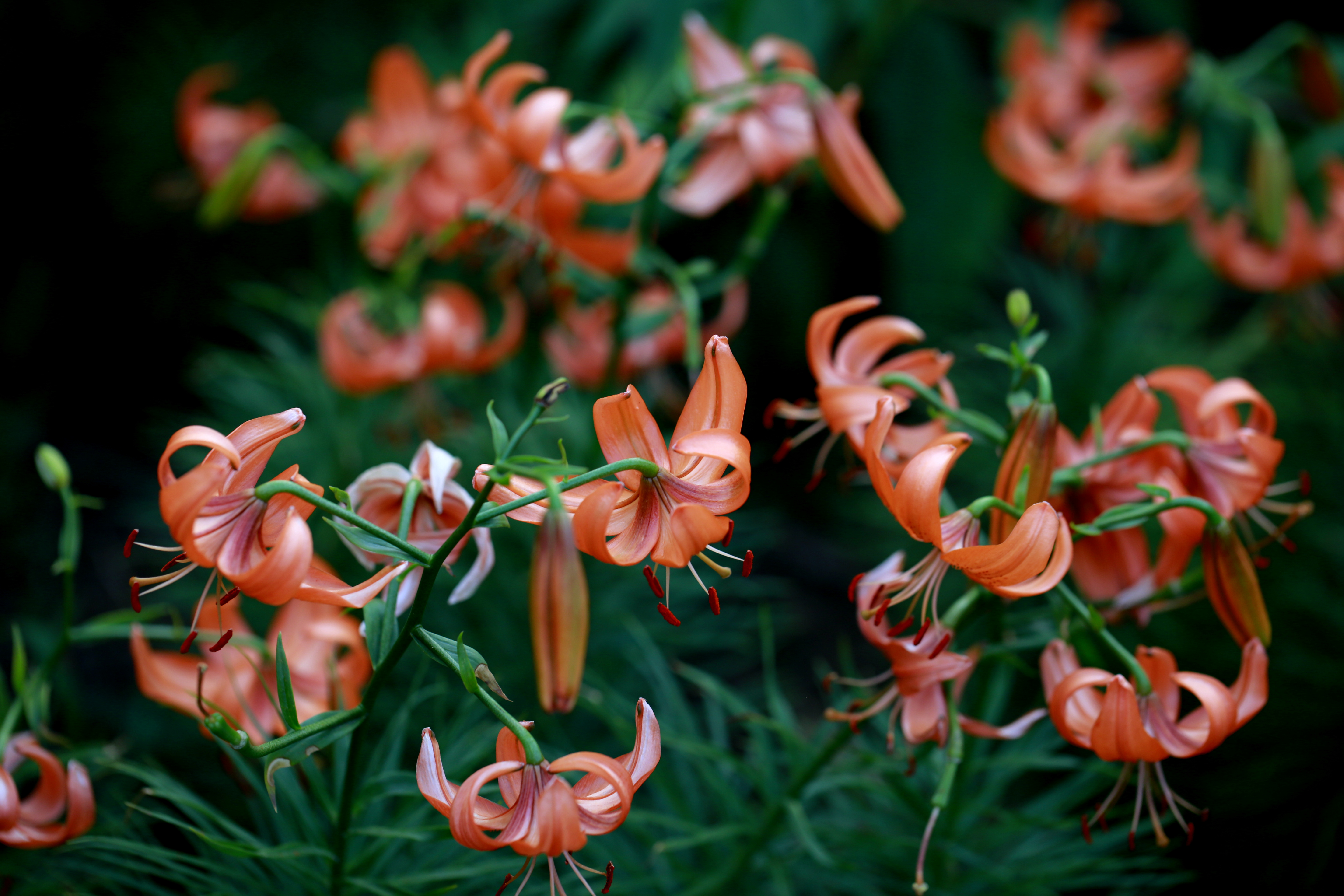 山丹丹花,百合花的一种.拍摄于平陆杜马乡.