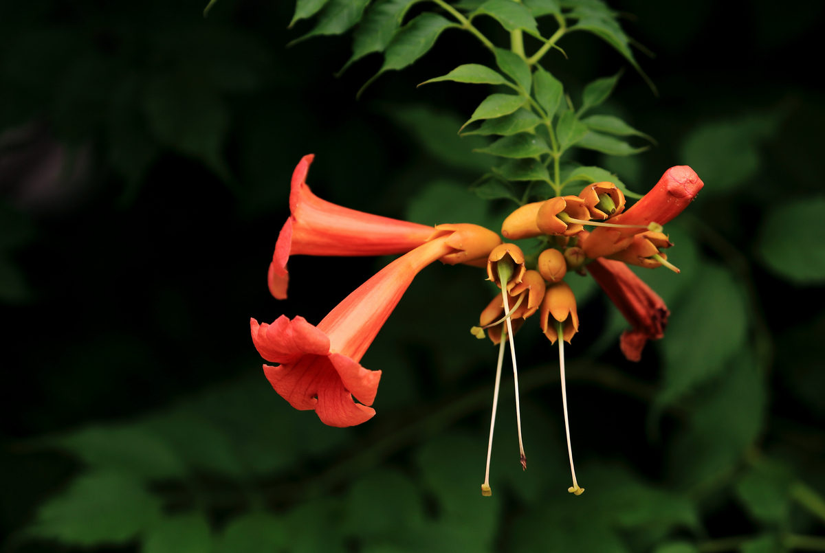 凌霄花的唯美瞬间【原创首发】