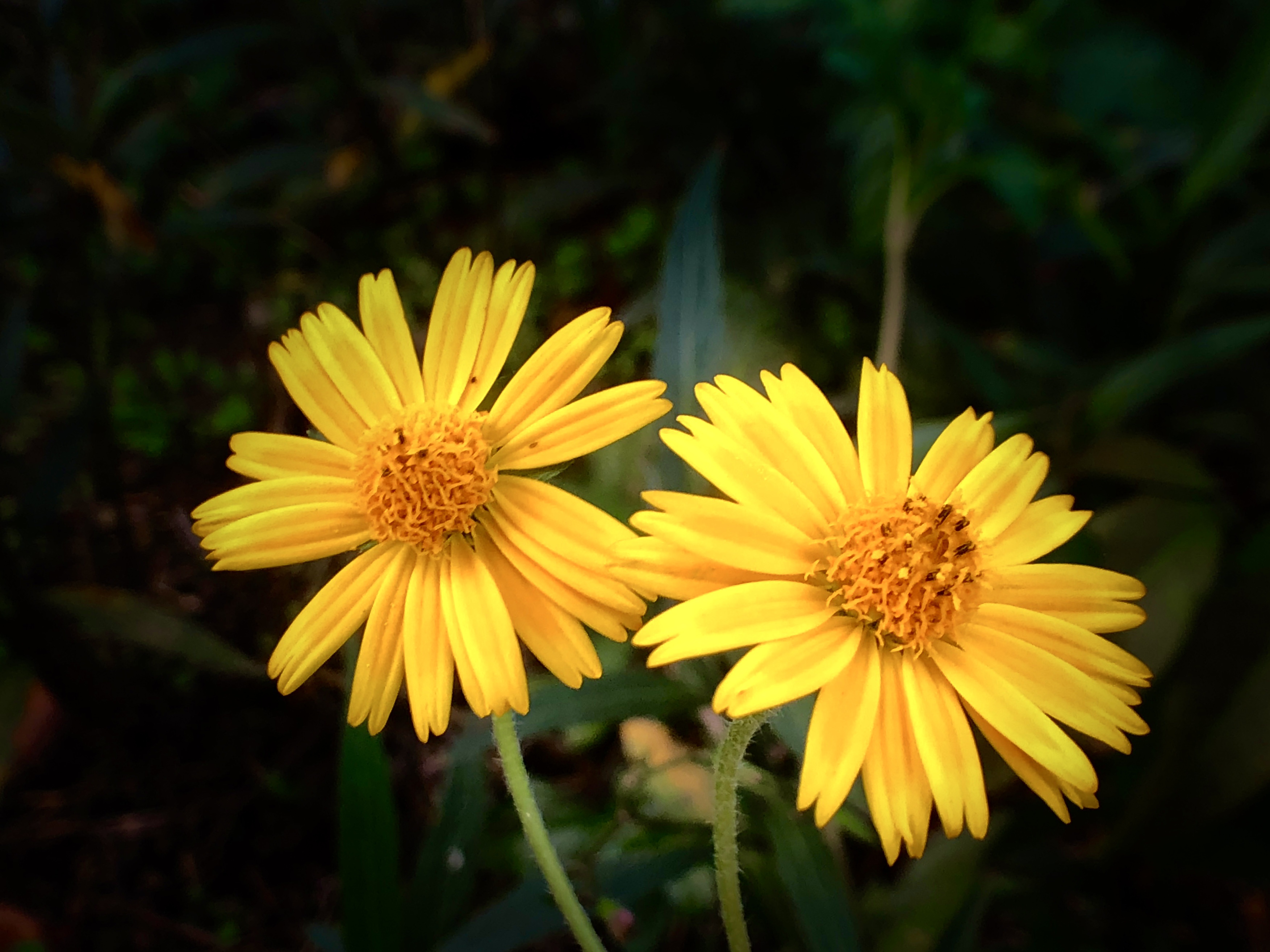 蟛蜞菊【首发】