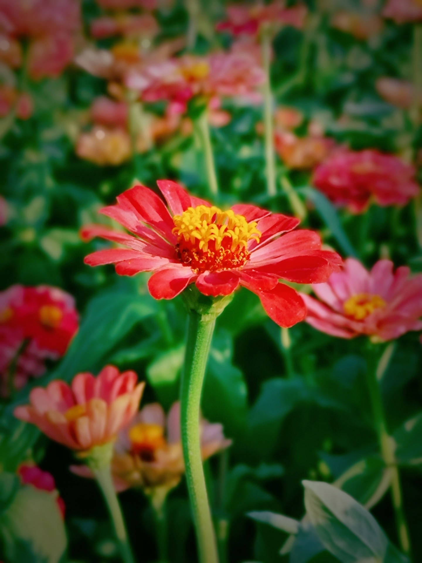【首发】百日菊(一)