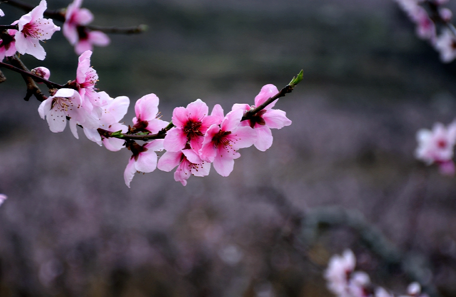 山野桃花朵朵开