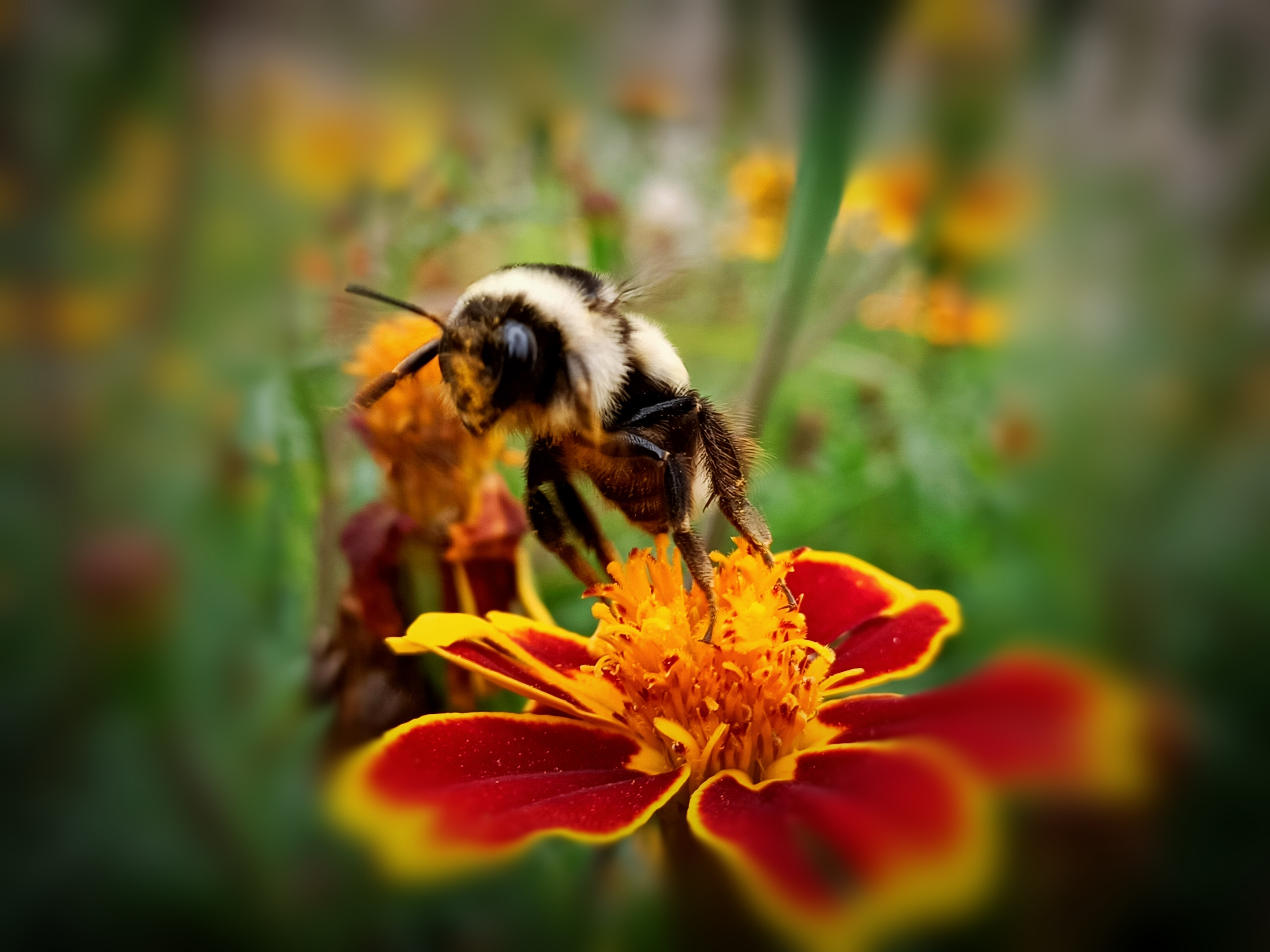 熊猫蜂(原创首发)