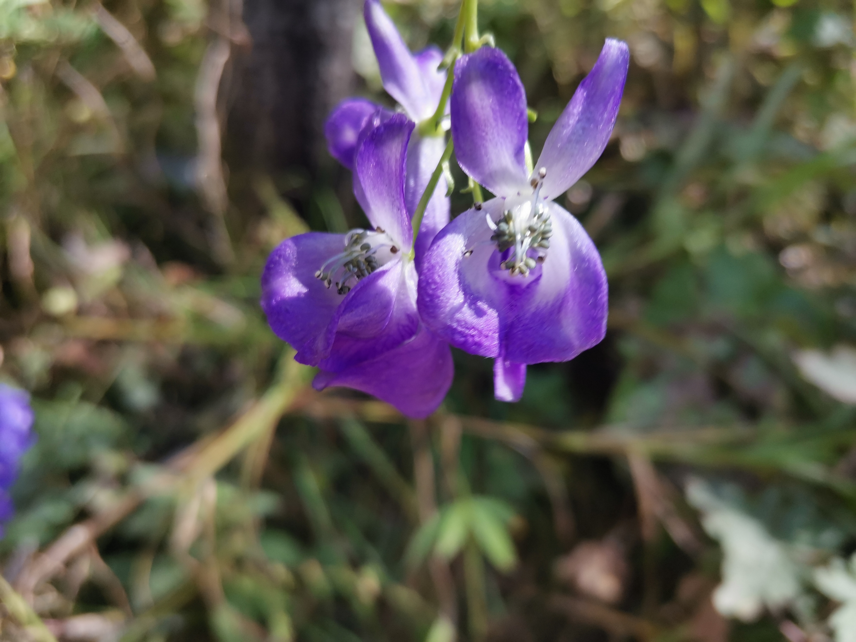 【原创首发】紫色乌头