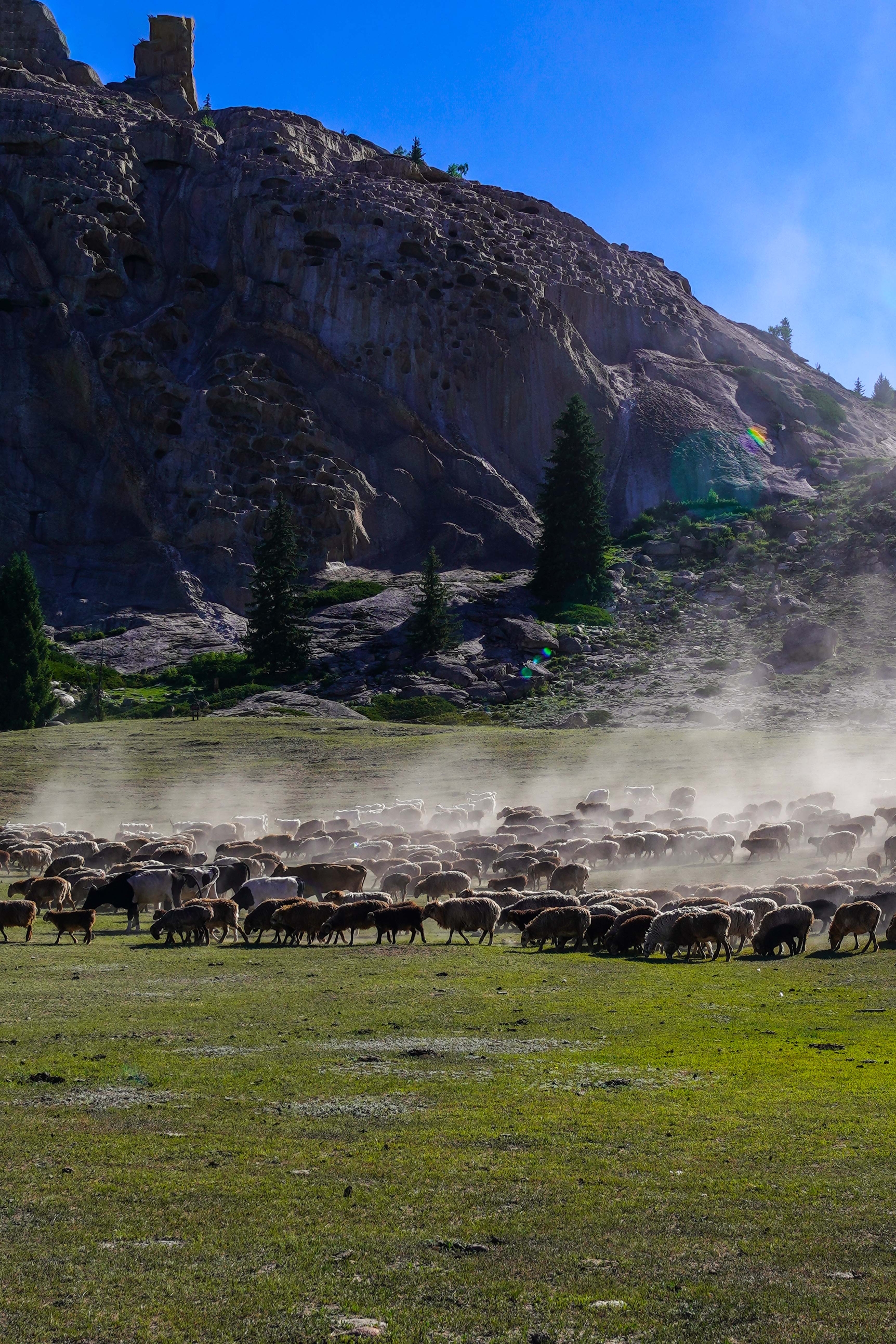 可可托海牧羊群