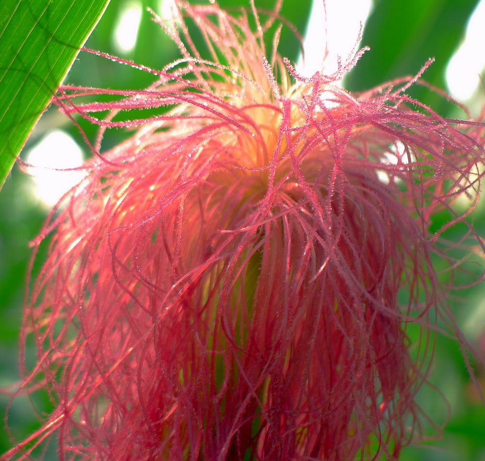 玉米须又称棒子毛,是一种常用的药物,无毒味淡.