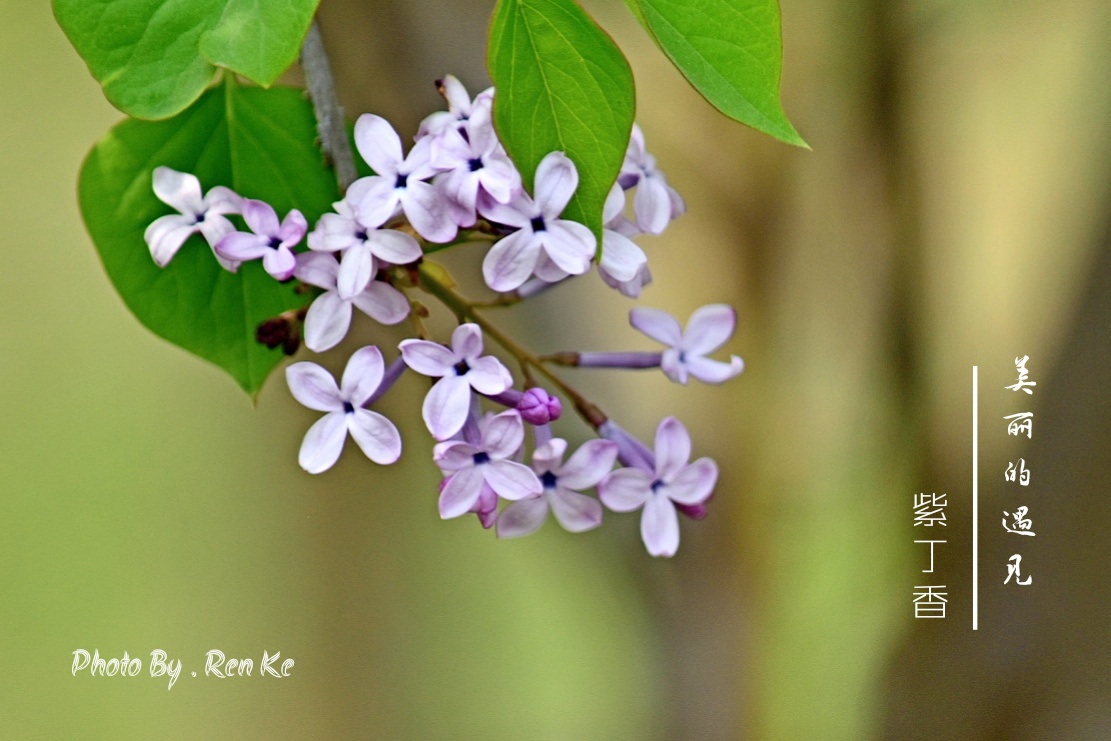 丁香花的古诗(关于丁香花的古诗)