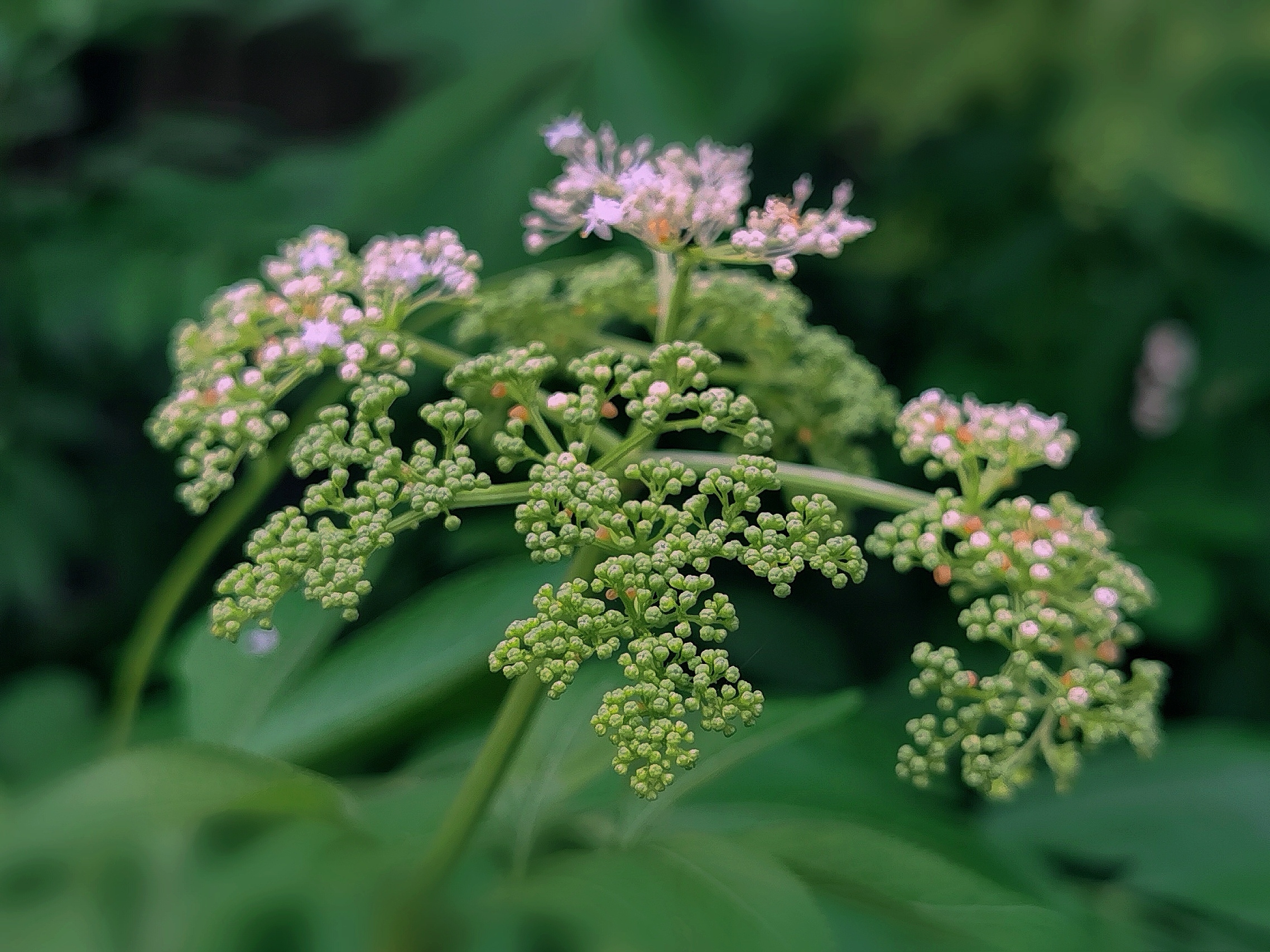 血满草《首发》