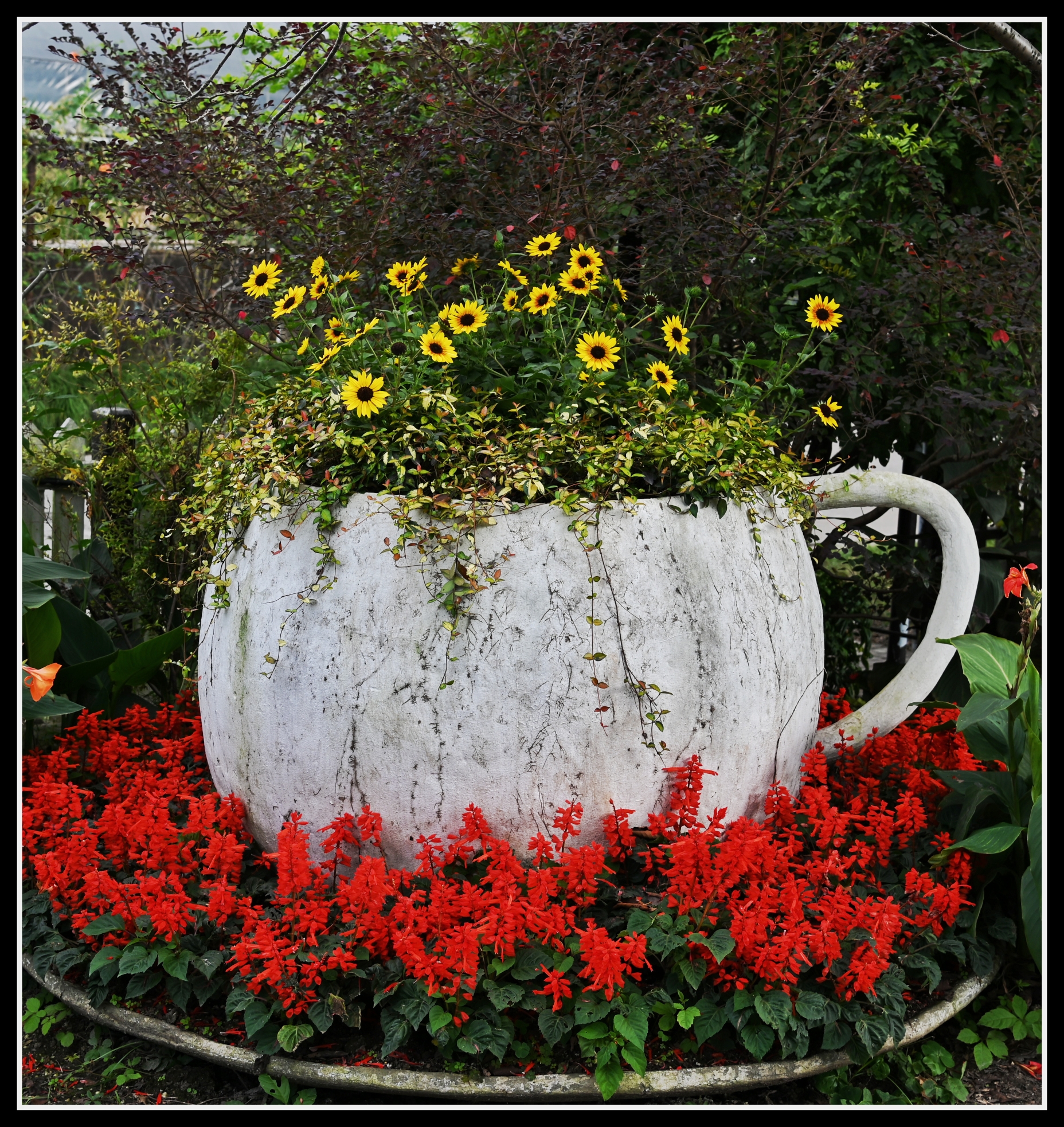 【首发】花坛中的黑心金光菊