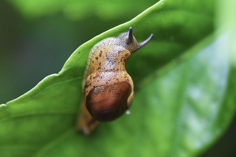 邂逅.奇妙的无壳蜗牛.蛞蝓