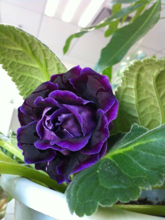 紫芙蓉原创图片来自网络