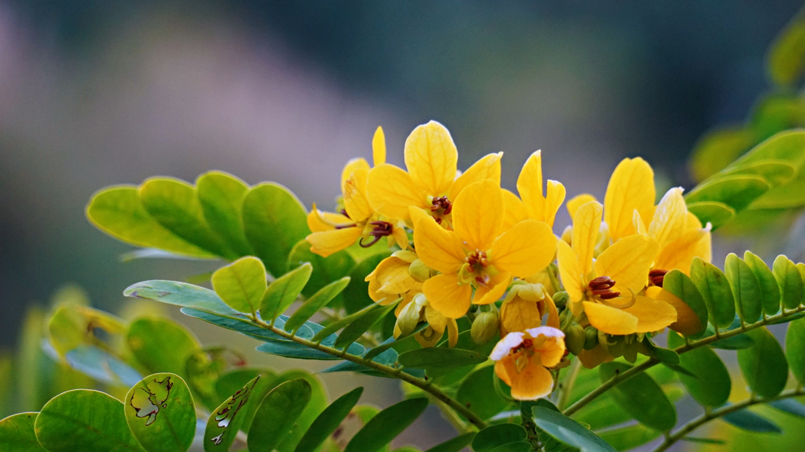 金灿灿的决明花(首发)