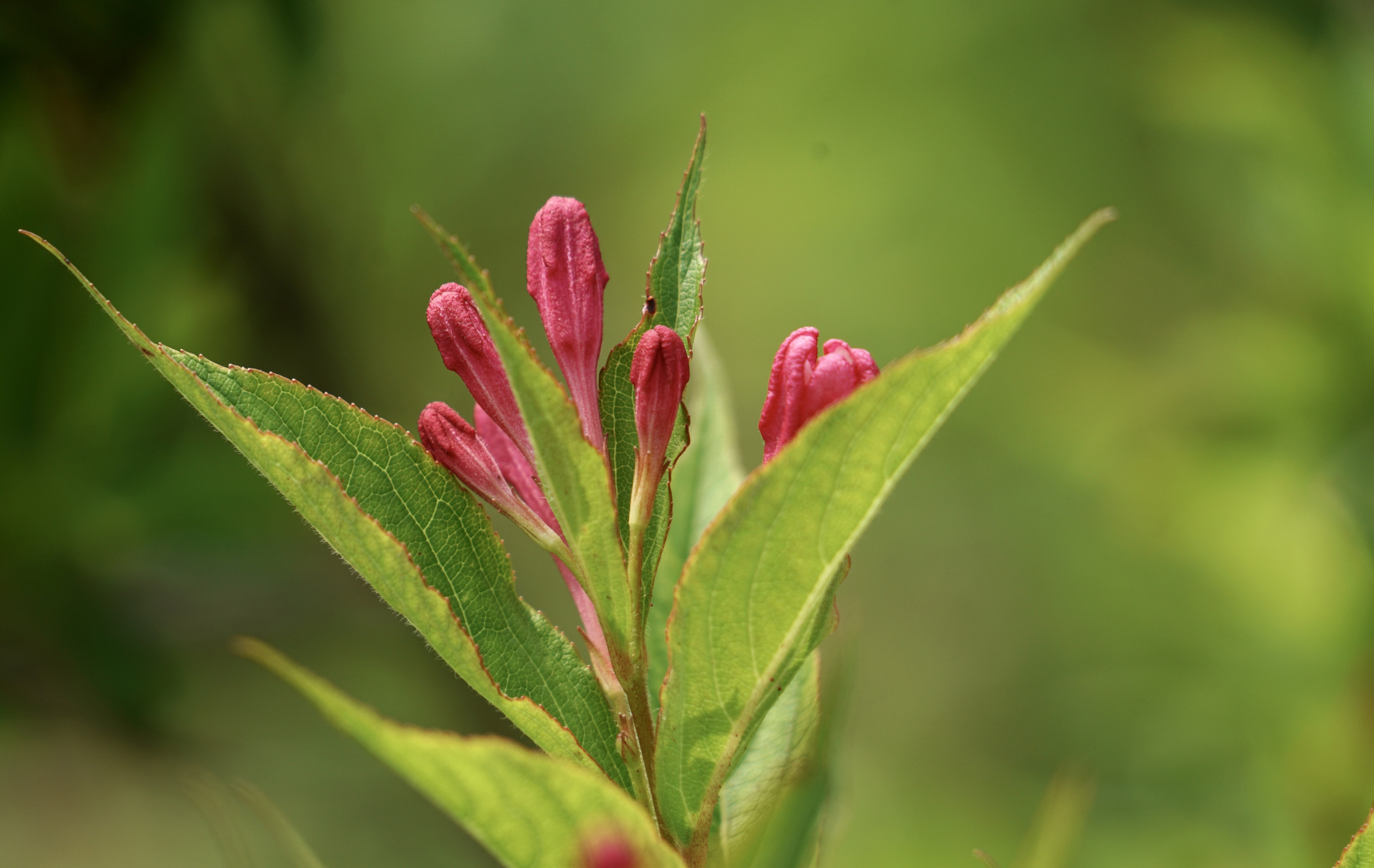 【首发】 含苞待放的海仙花