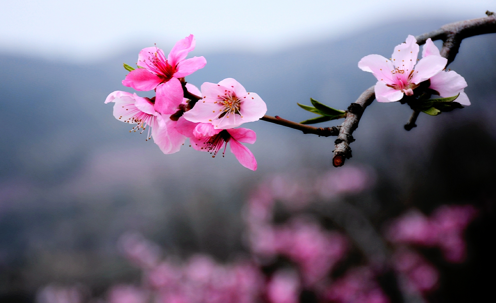 山野桃花朵朵开