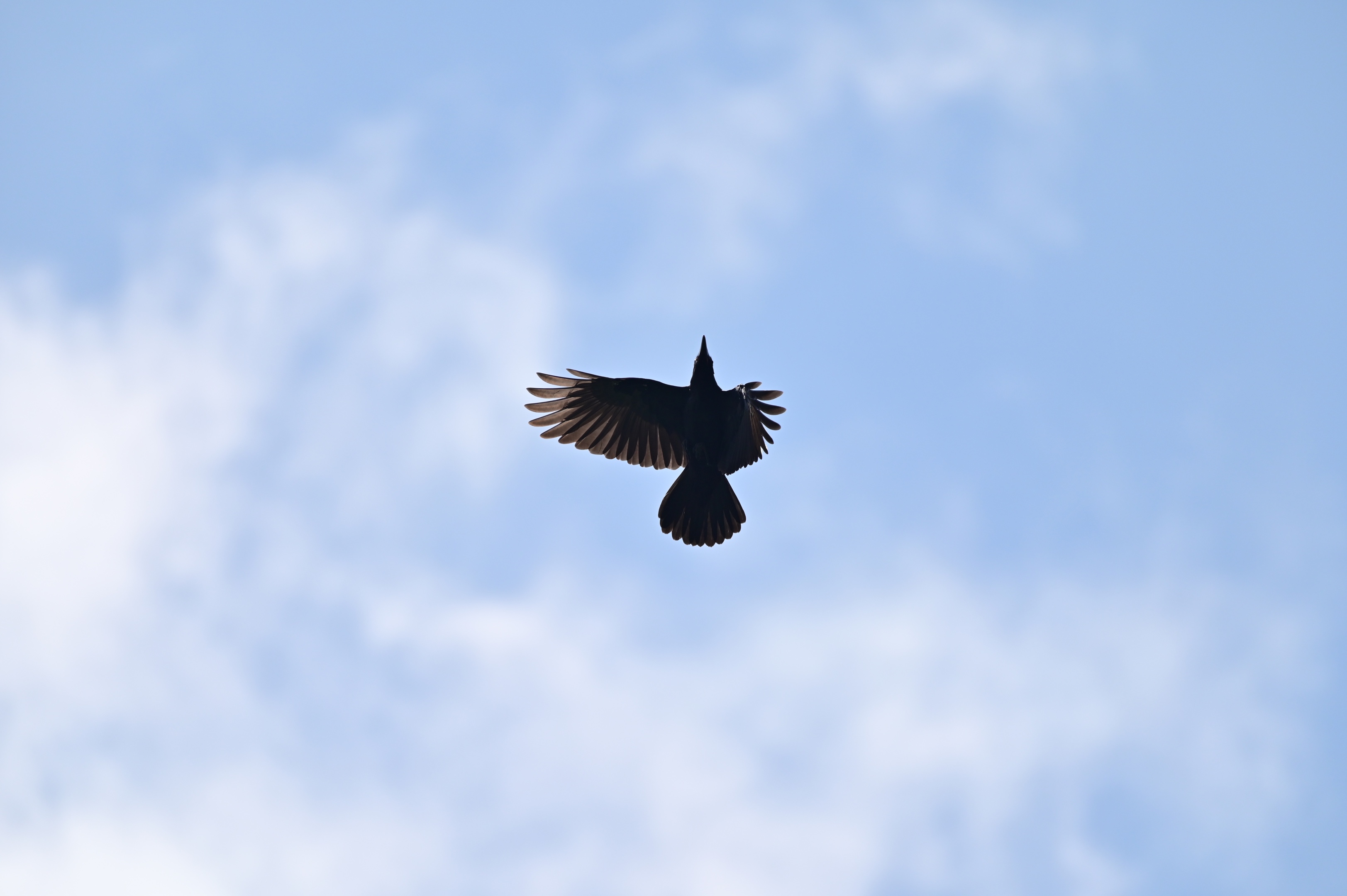 空中的飞鸟〔首发