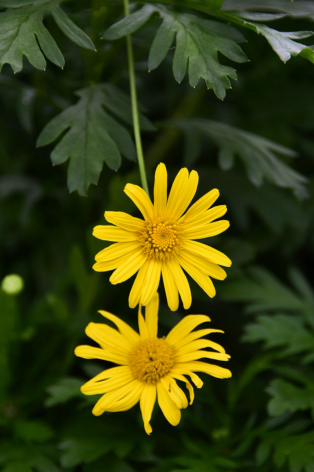 黄金菊花期(黄金菊是什么花序)