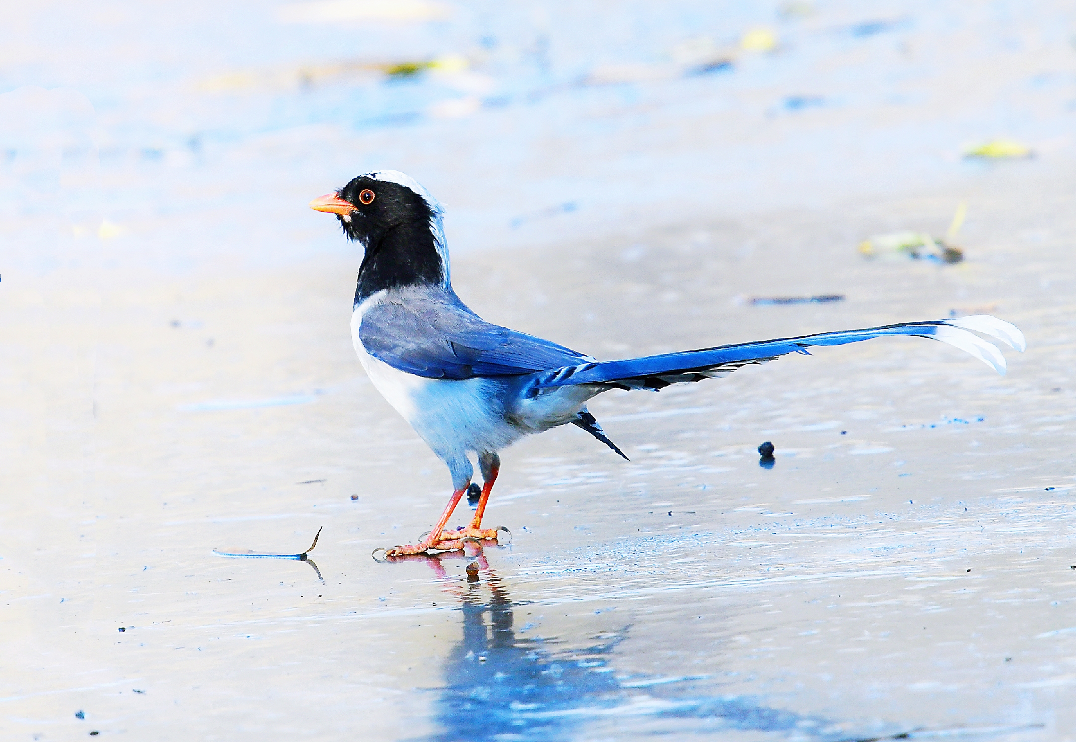 首发〕鸟的趣事一冰上的蓝鹊