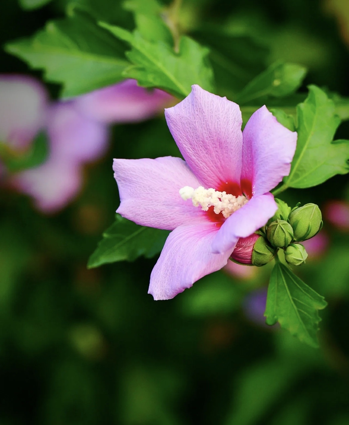 【首发】木槿花