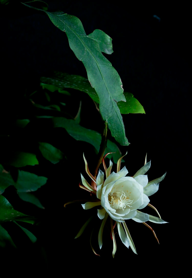 昙花一现美在其中