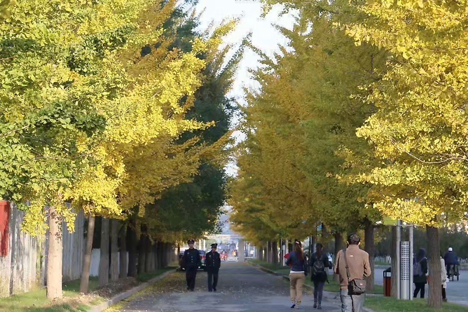 有百年以上银杏树林荫大道,也有数个银杏基地,每当十月末十一月初