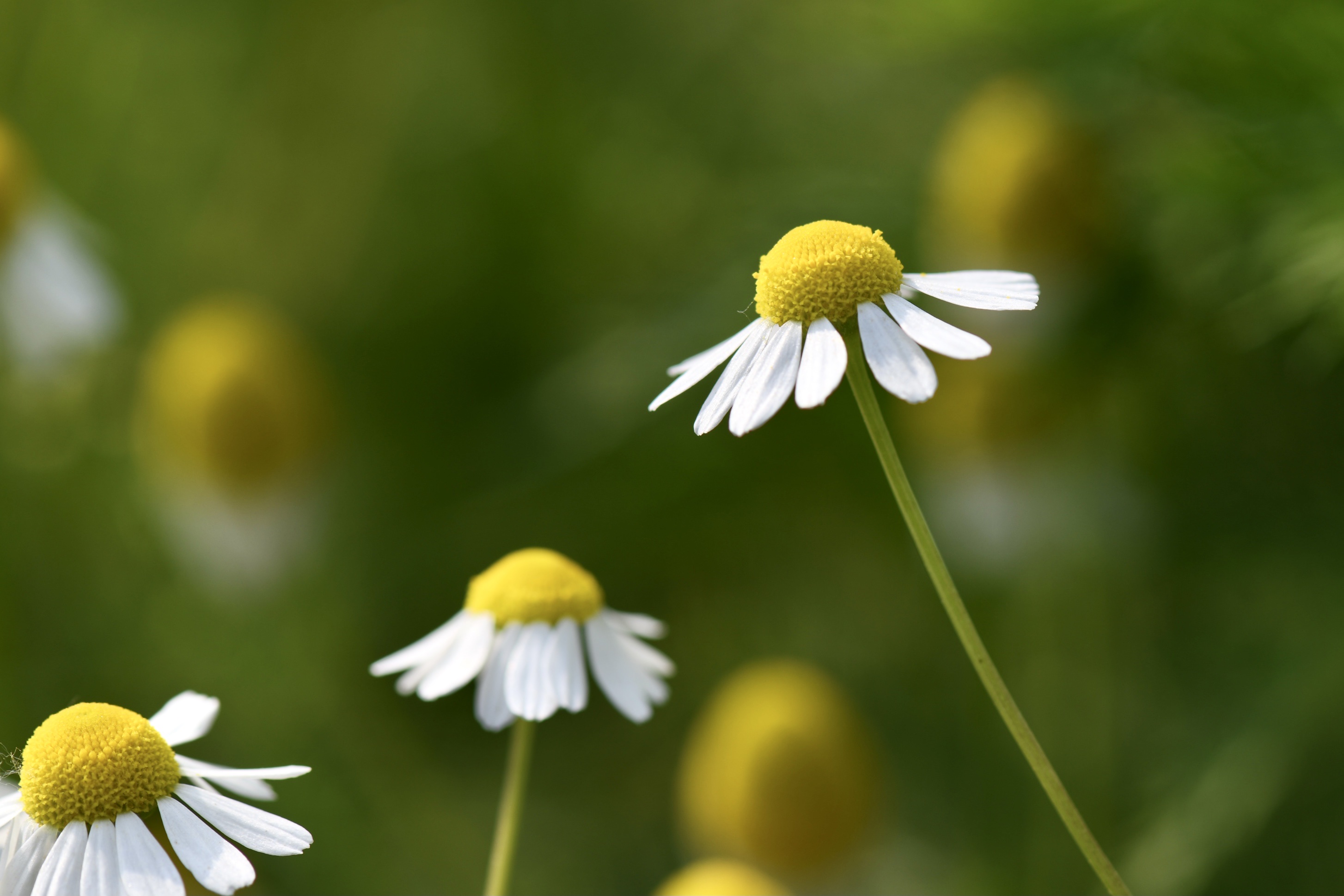 (首发)微拍～母菊