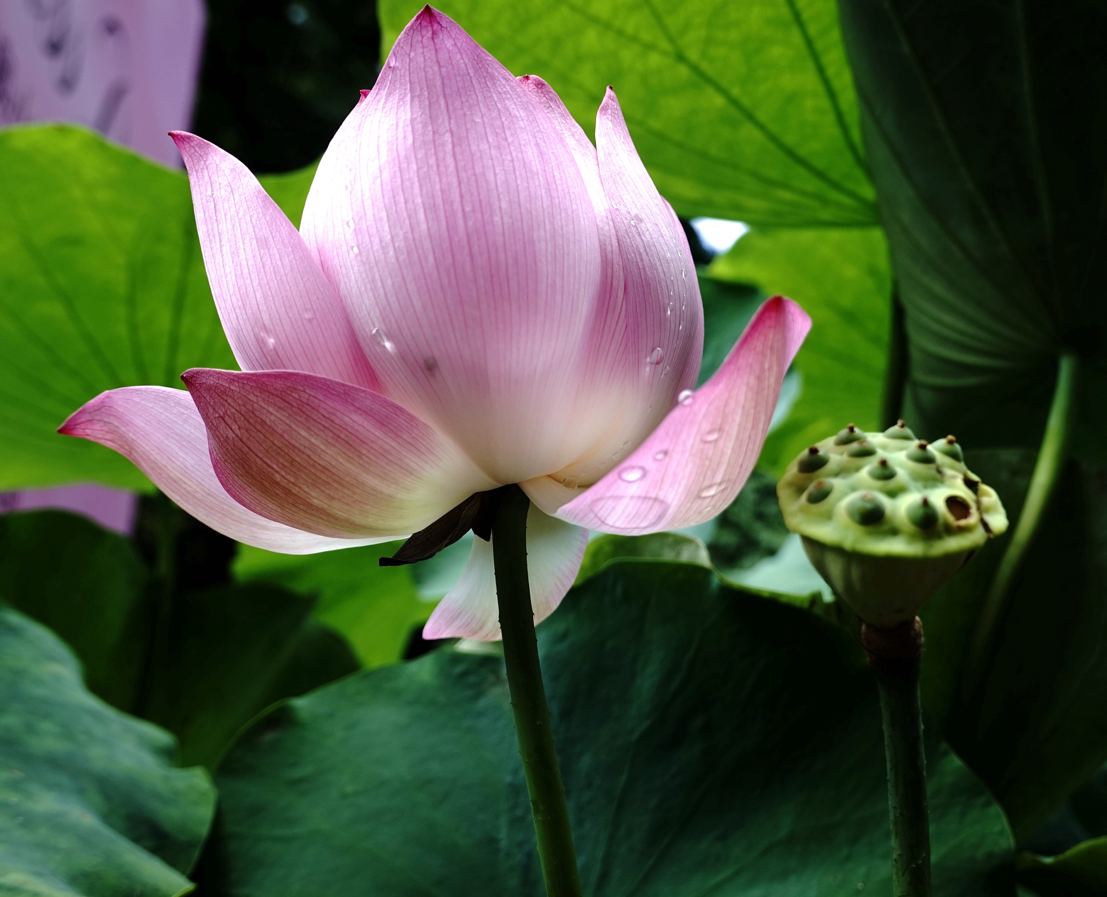 立秋荷花分外红