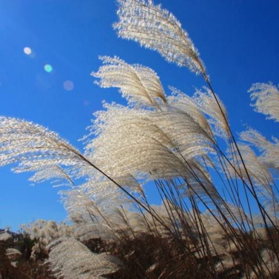 芳草红叶……小群短暂 却在心中犹如我生命中的第一个宝宝7793