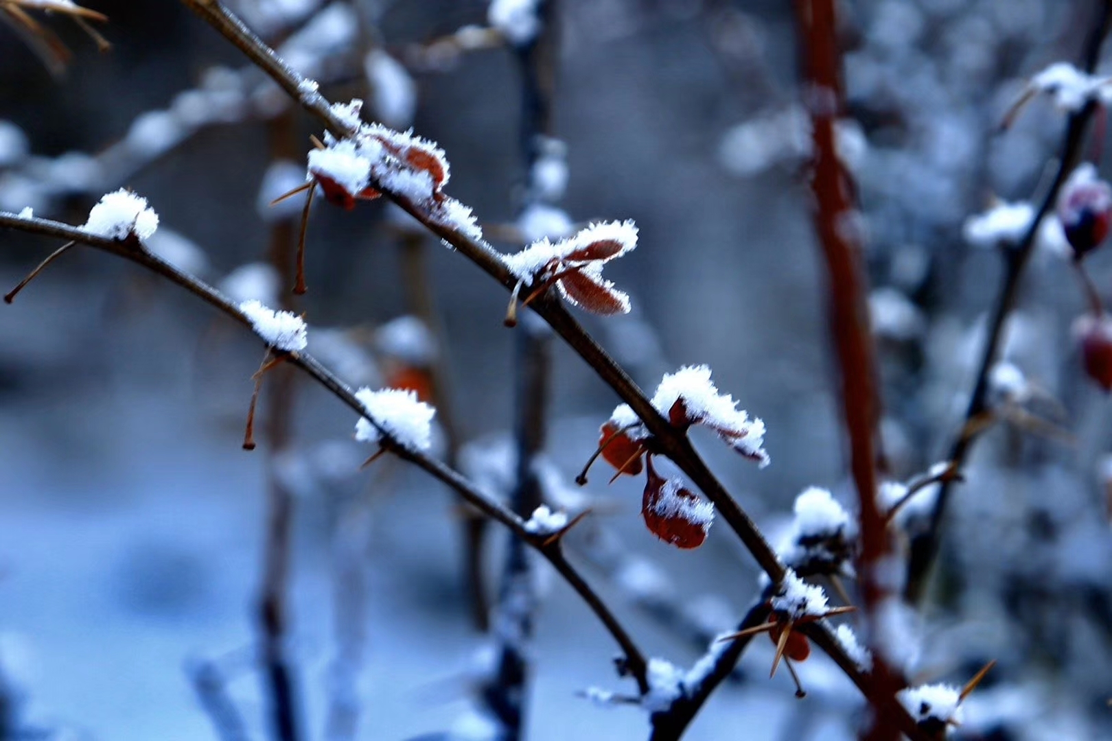 雪花飞舞的图片 壁纸图片