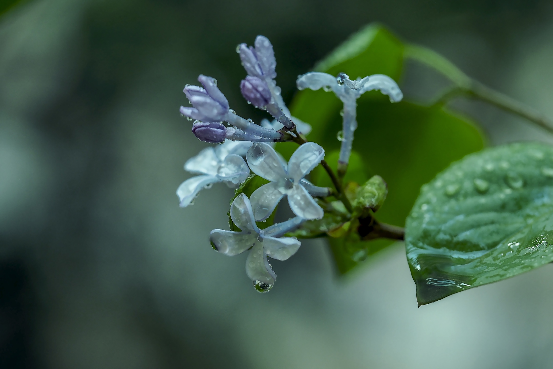 丁香雨巷