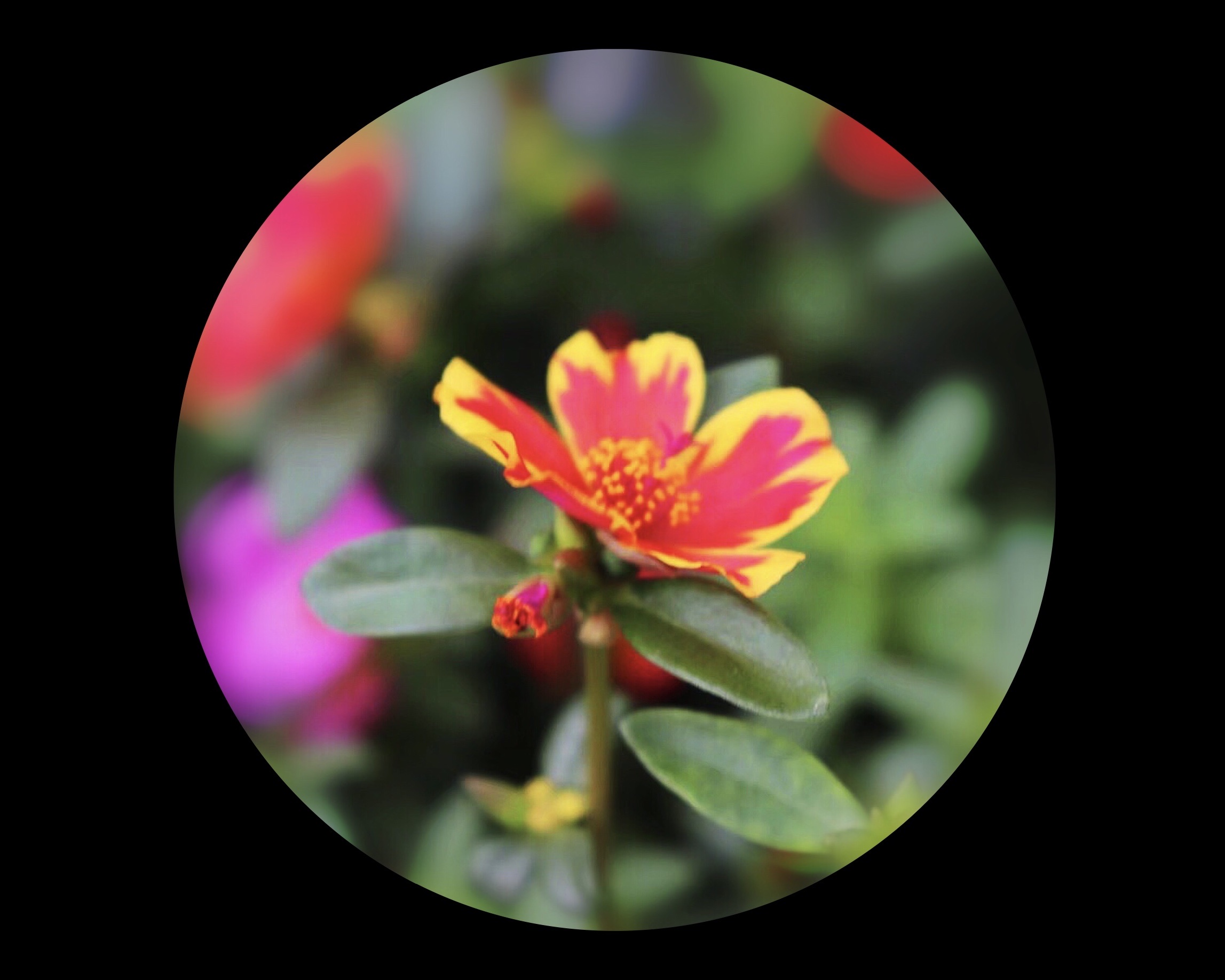 【首发】大花马齿笕