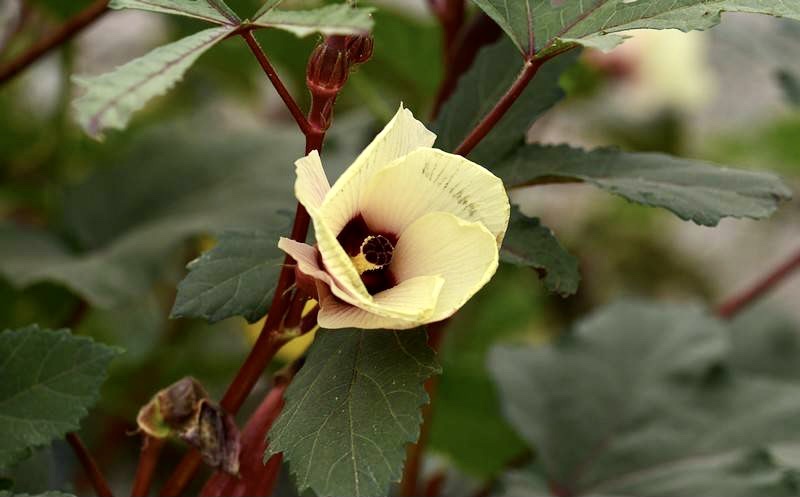 【首发】咖啡黄葵