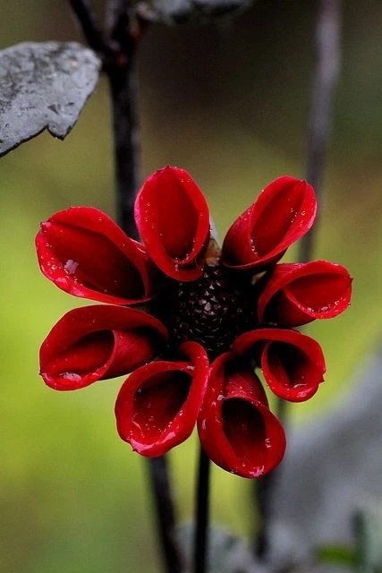 罕见的花卉饱眼福