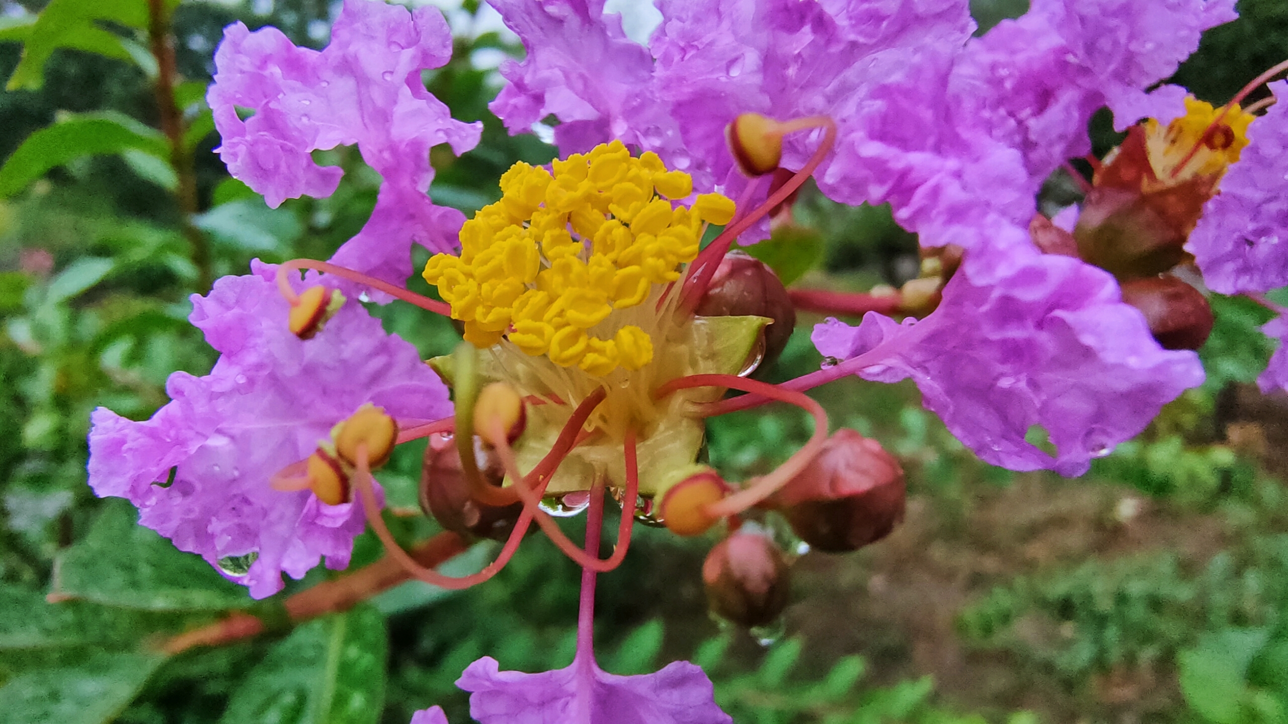 杜牧《紫薇花》