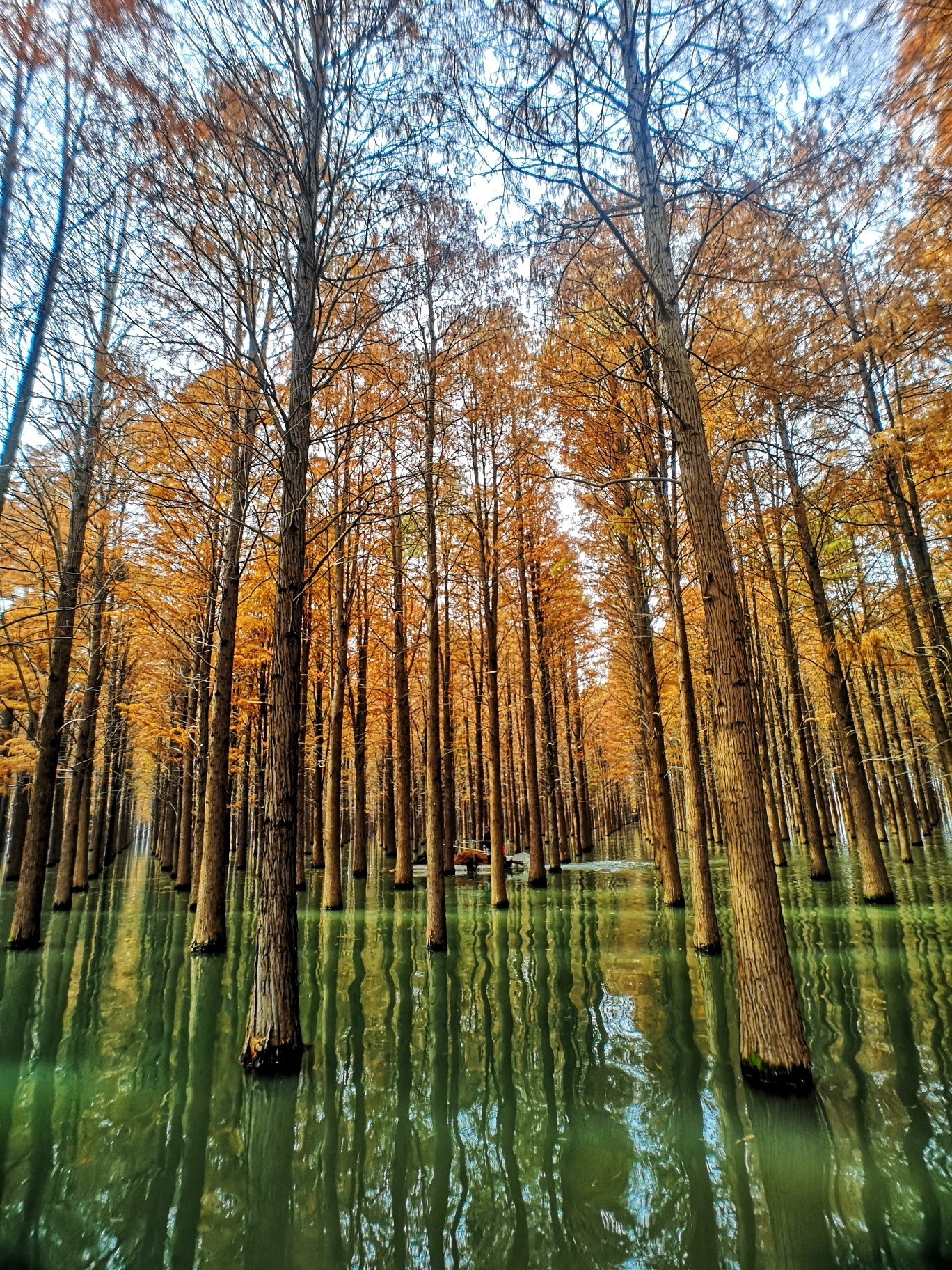 梦里水乡三红水杉手机拍摄